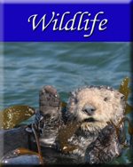 Click to view some wildlife images